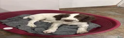 English Springer Spaniel dogs for sale: KC Working ESS puppies Ready to be rehomed now - Advert 9