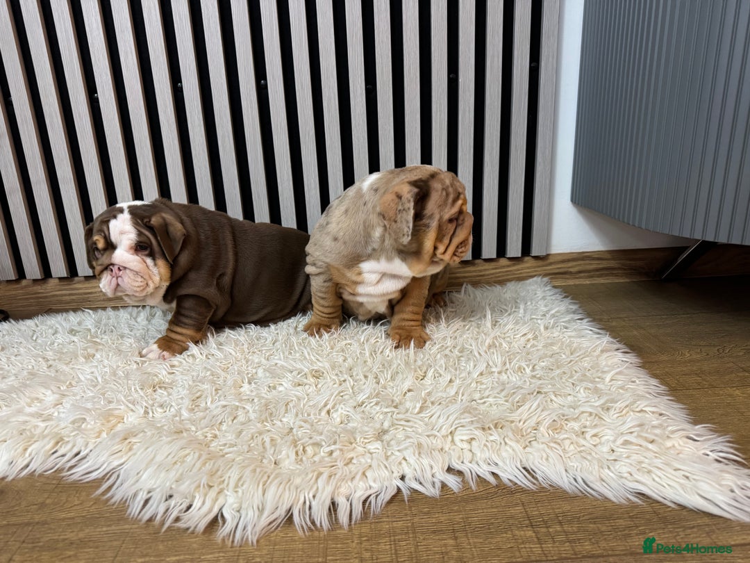 English Bulldog dogs for sale: Our girls looking for a warm sofa and full love ❤️ - Advert 4