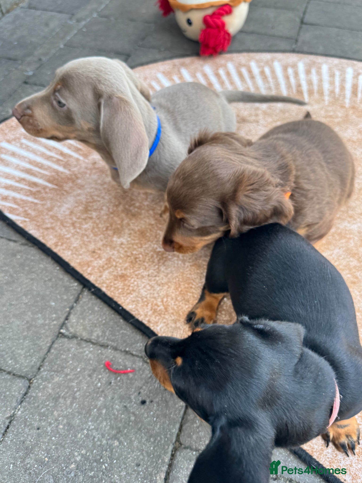 Miniature Dachshund dogs Kc registered Miniature dachshunds  - Advert 2