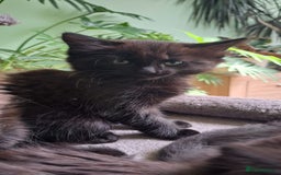Siberian cats for sale: 6 lovely Siberian kittens  - Image 32