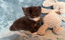 Persian cats for sale: 🌟 2 Chinchilla Persian Boy Kittens 🌟 - Image 17