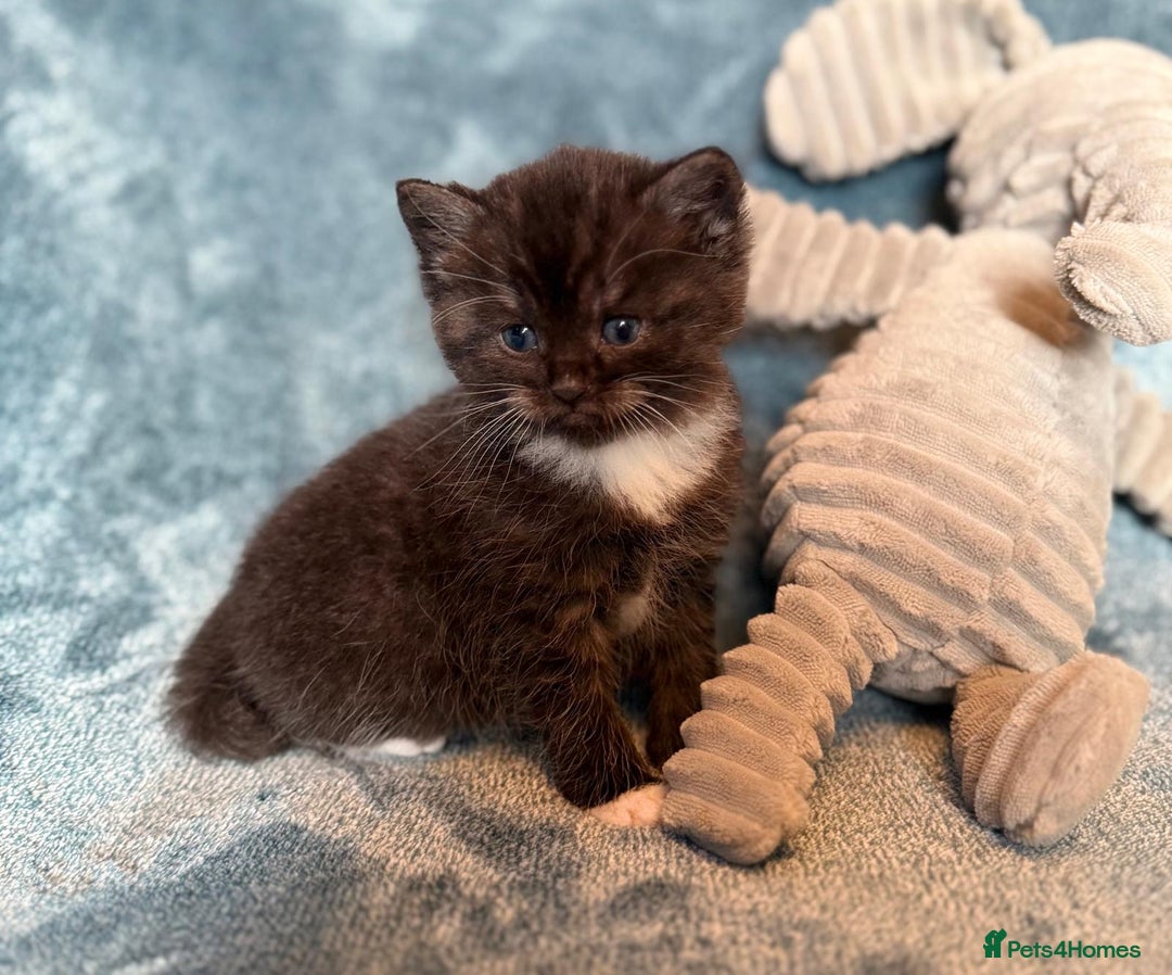 Persian cats for sale: 🌟 2 Chinchilla Persian Boy Kittens 🌟 - Image 17