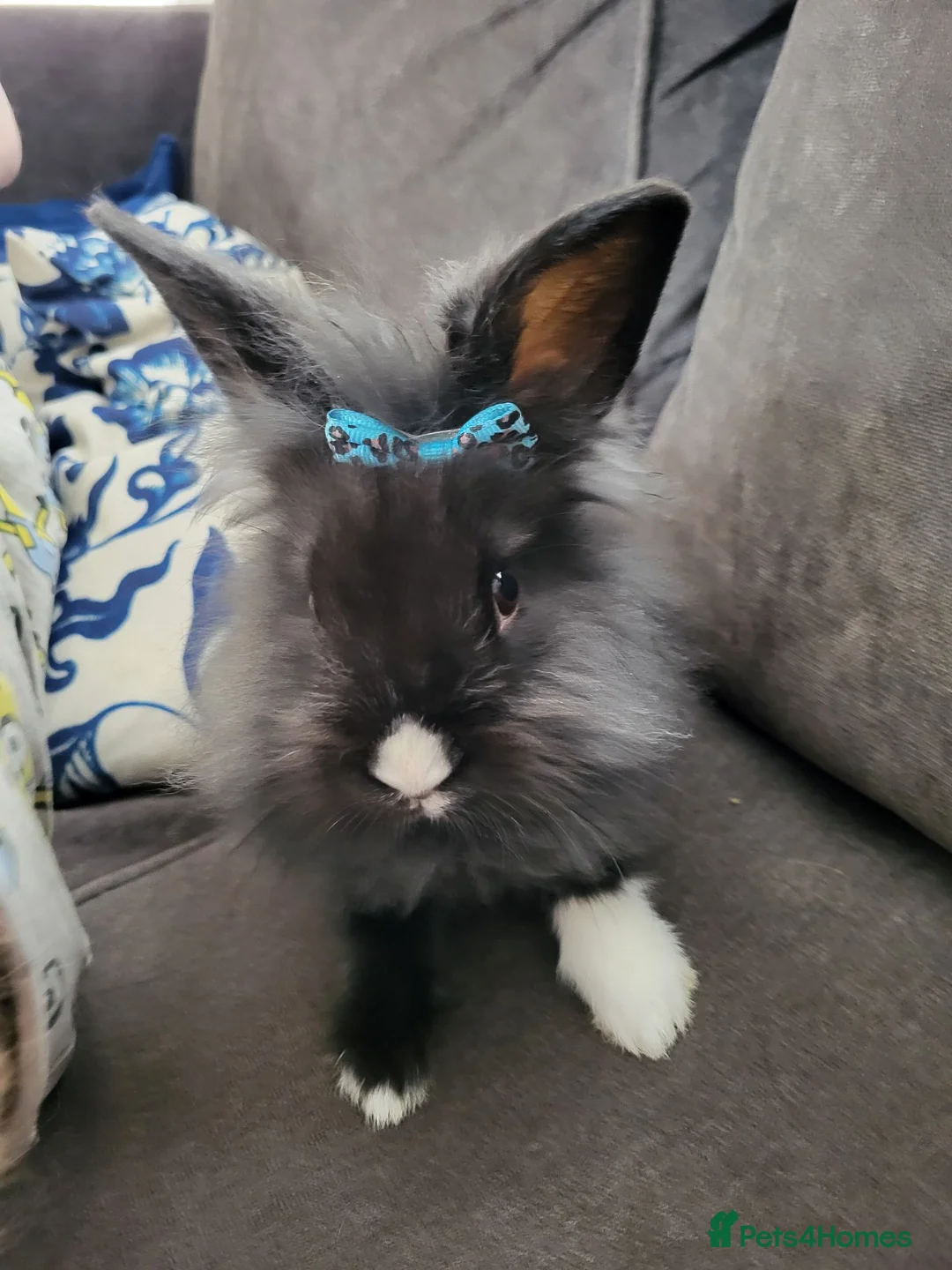 Lionhead rabbits for sale: Lionhead 14 weeks  - Advert 2