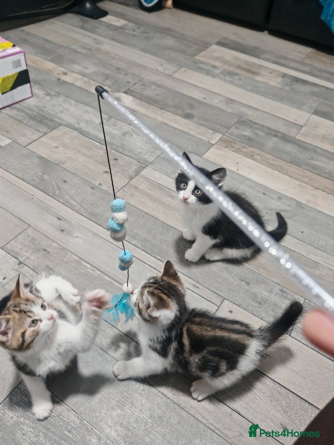 Mixed Breed cats for sale: Kittens for sale!  - Advert 6