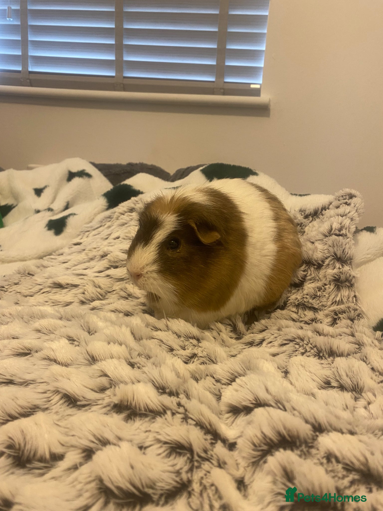 Guinea Pig rodents Free to good home 3x Guinea pigs - Advert 1