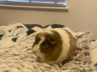 Guinea Pig rodents Free to good home 3x Guinea pigs - Advert 2