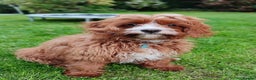 Cavapoo dogs for sale: Beautiful red cavapoos - Advert 5