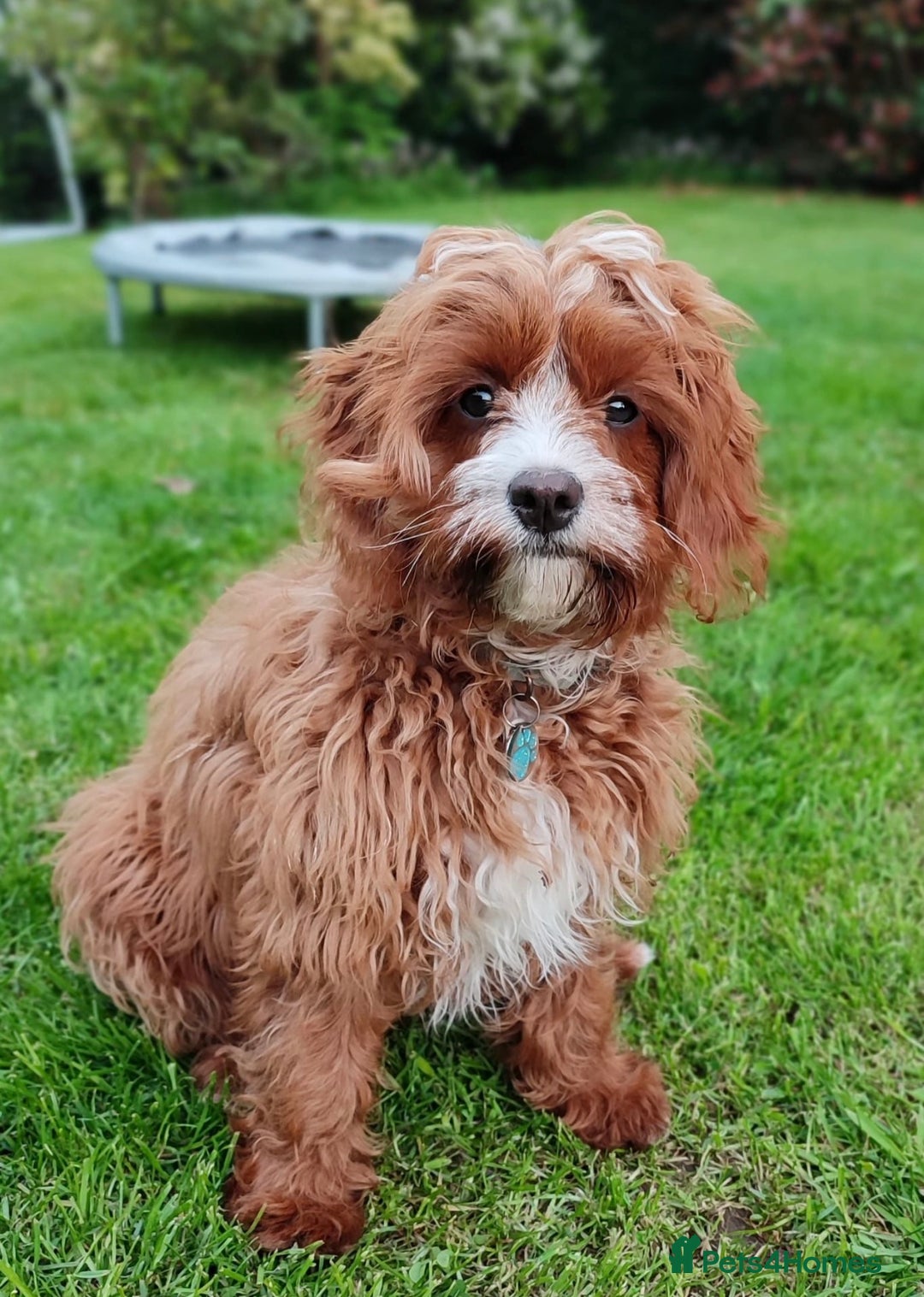 Cavapoo dogs for sale: Beautiful red cavapoos - Advert 5