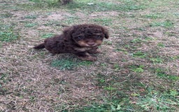 Cockapoo dogs for sale: Stunning F1B Cockapoo puppies  - Image 16
