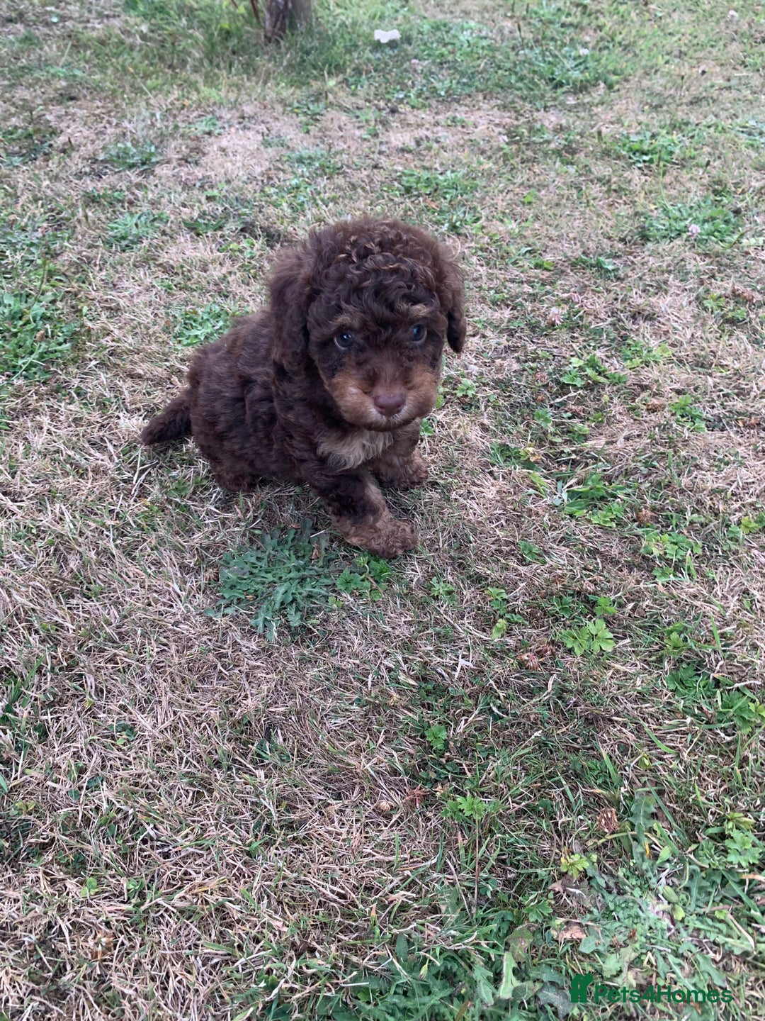 Cockapoo dogs for sale: Stunning F1B Cockapoo puppies  - Image 16