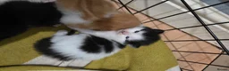 Mixed Breed cats for sale: A mix of beautiful kittens - Advert 13