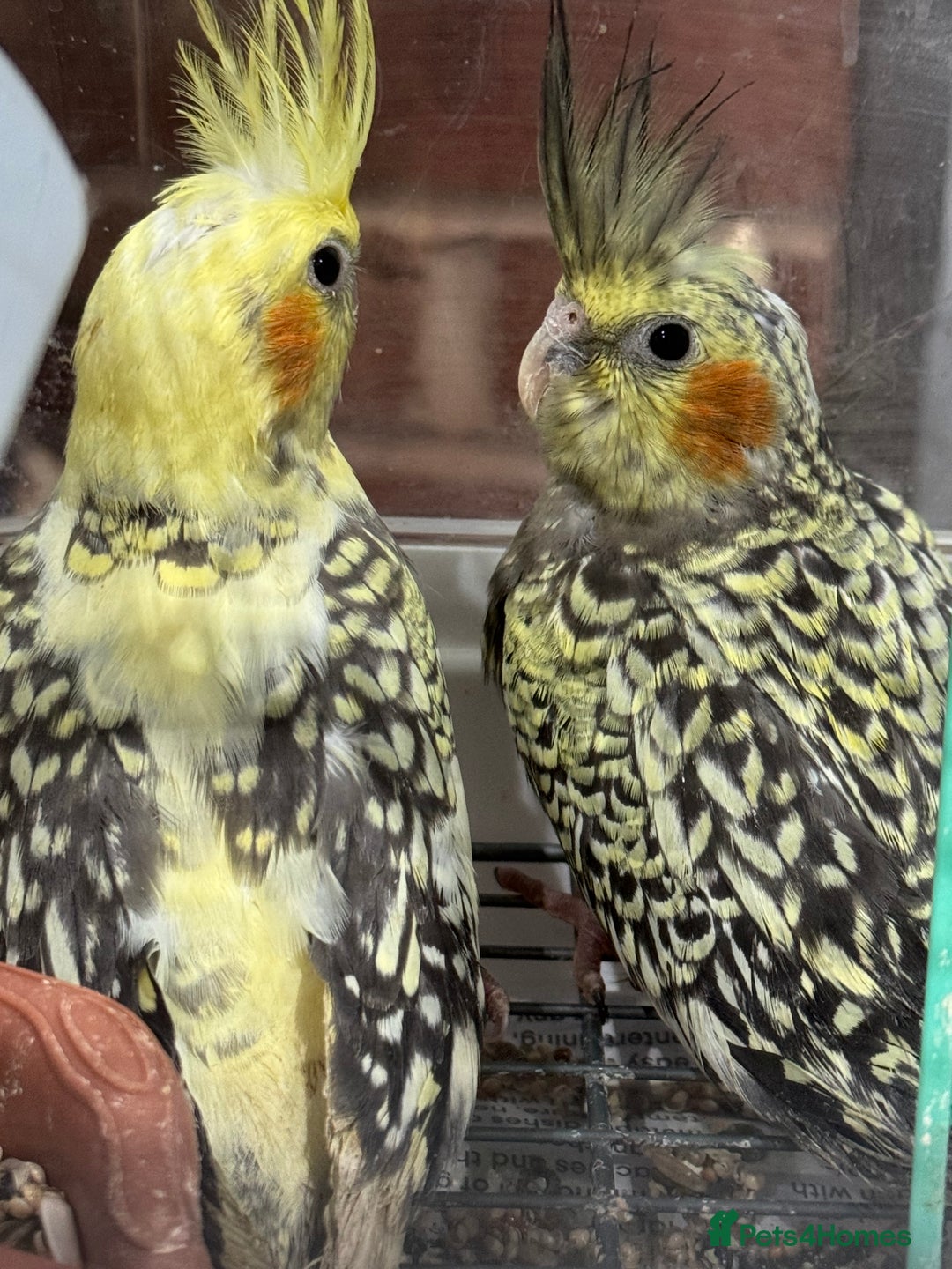 Cockatiels birds for sale: Baby cockatiels  - Advert 6