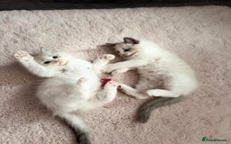 Ragdoll cats for sale: Ragdoll kittens - Image 12