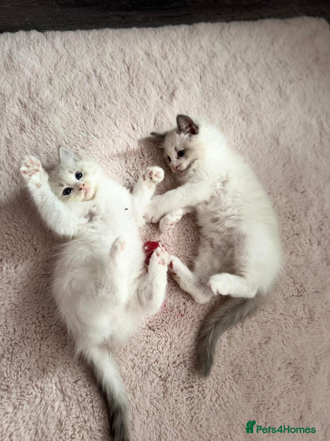 Ragdoll cats for sale: Ragdoll kittens - Image 12