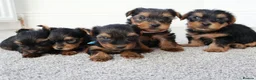 Yorkshire Terrier dogs for sale: Adorable Yorkshire Terrier Puppies 5 11.11.2026 - Advert 12
