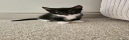 Mixed Breed cats for sale: Last little kitten looking for her home. in Rotherham - Advert 6