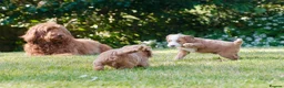 Goldendoodle dogs for sale: WAITING LIST OPEN - AUSSIE DOODLES  - Advert 33
