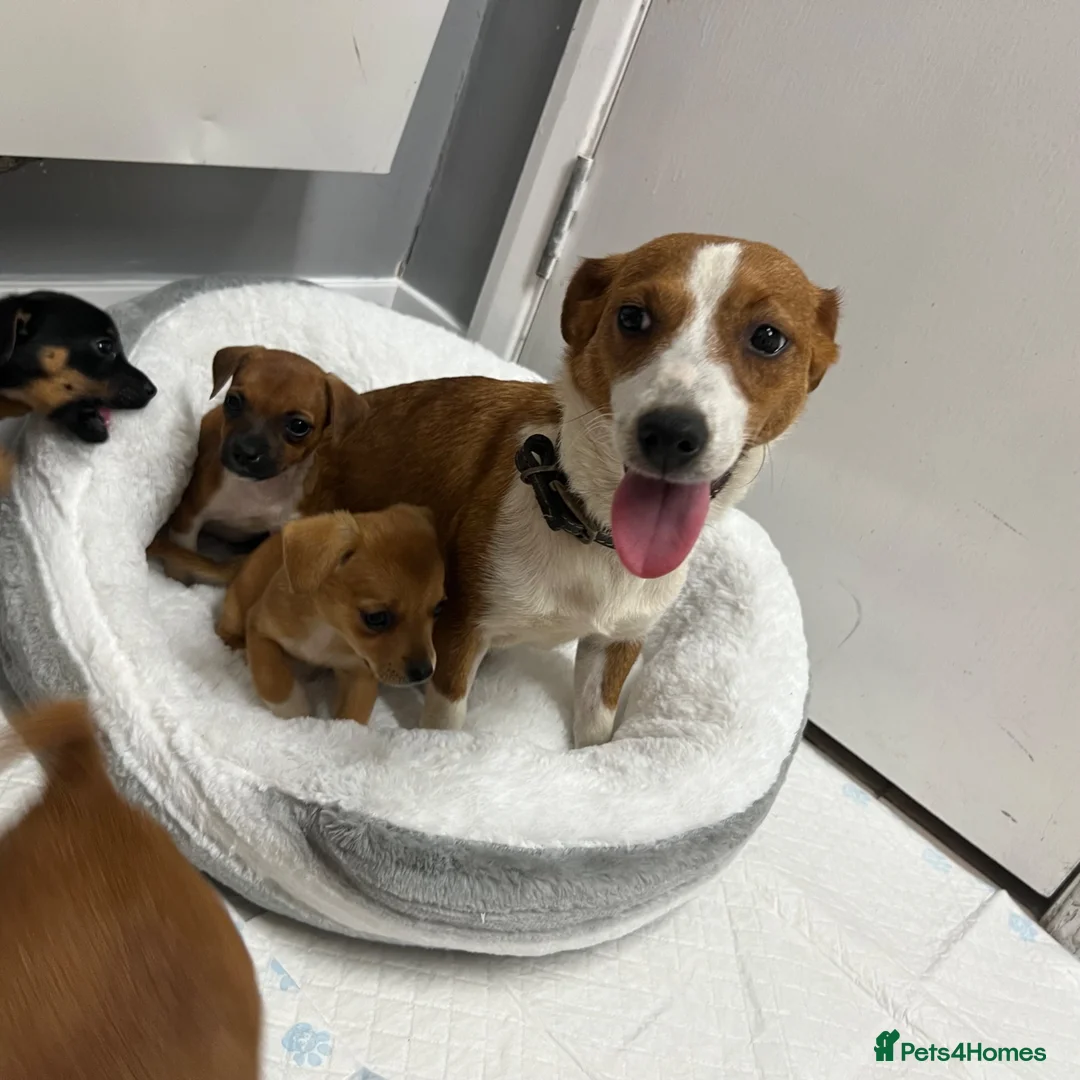Jack Russell dogs for sale: 6 jack Russel puppies  - Advert 16