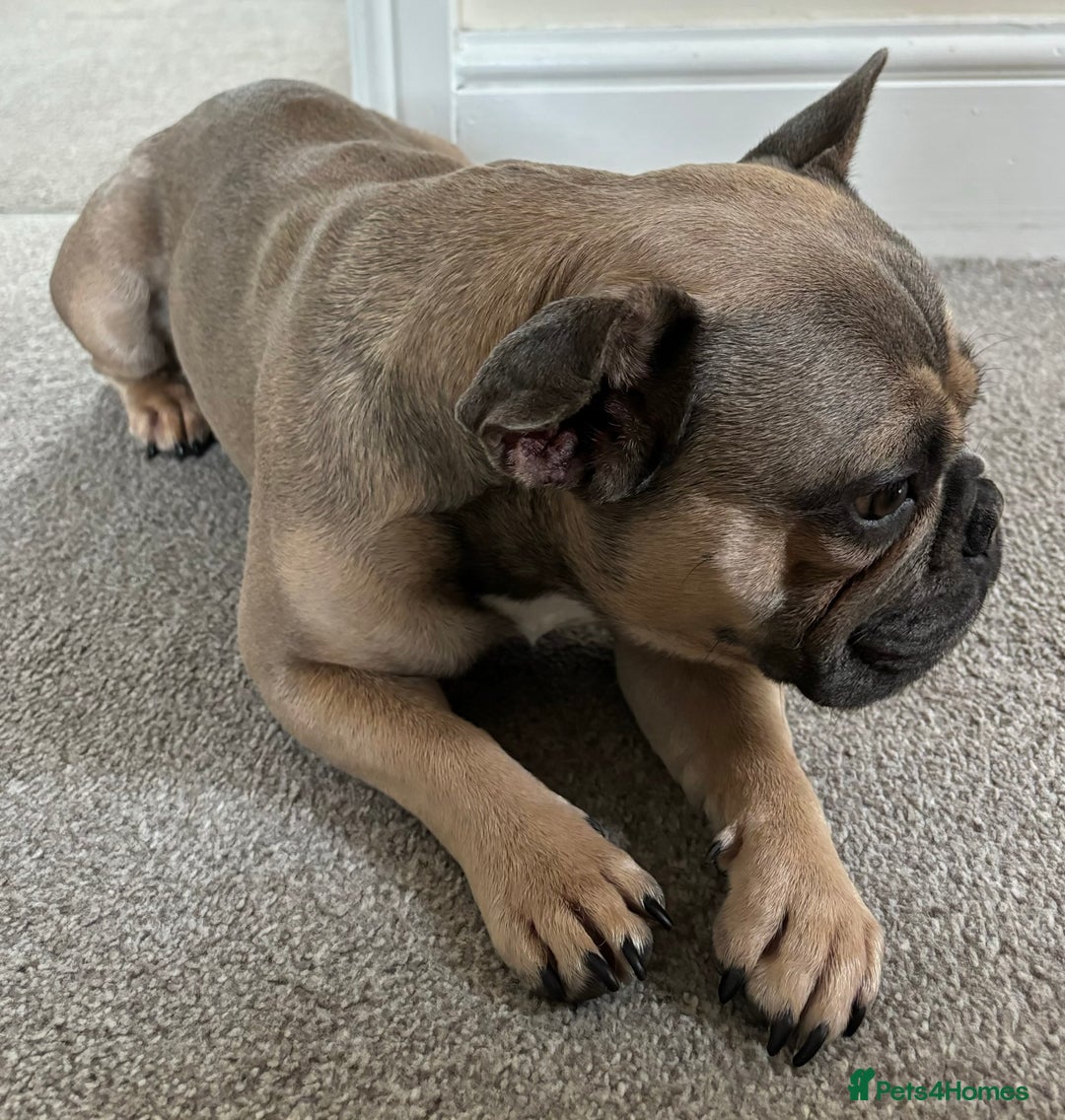 French Bulldog dogs for stud: French bulldog for stud  - Image 5