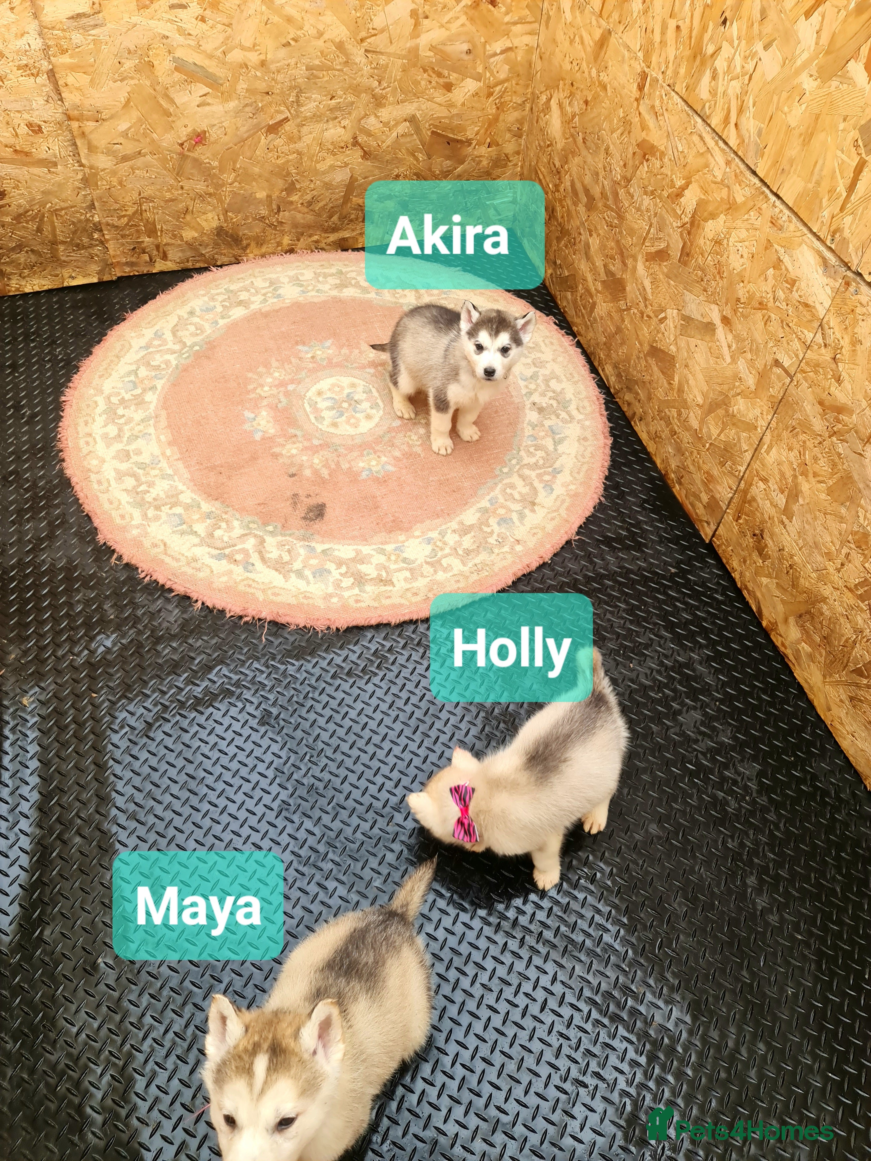 Siberian Husky dogs Siberian husky puppies  - Advert 2