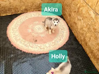 Siberian Husky dogs Siberian husky puppies - Advert 2