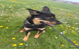 Mixed Breed dogs for sale: Alaskan Rottweiler Chow - Image 10