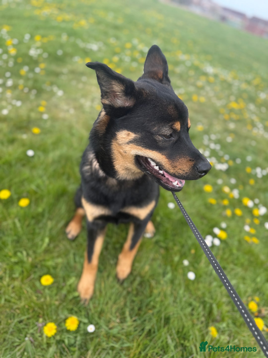 Mixed Breed dogs for sale: Alaskan Rottweiler Chow - Image 10