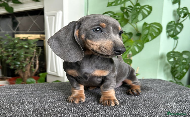 Dachshund dogs - Advert 2