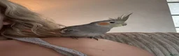 Cockatiels birds for sale: Extremely friendly Cockatiel  in Leeds - Advert 3