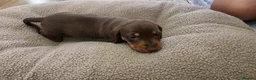 Miniature Dachshund dogs for sale: Miniature dashhound  - Advert 4