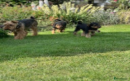 Airedale Terrier dogs for sale: Just 2 KC Registered Airedale Boys Available  in Kettering - Image 13