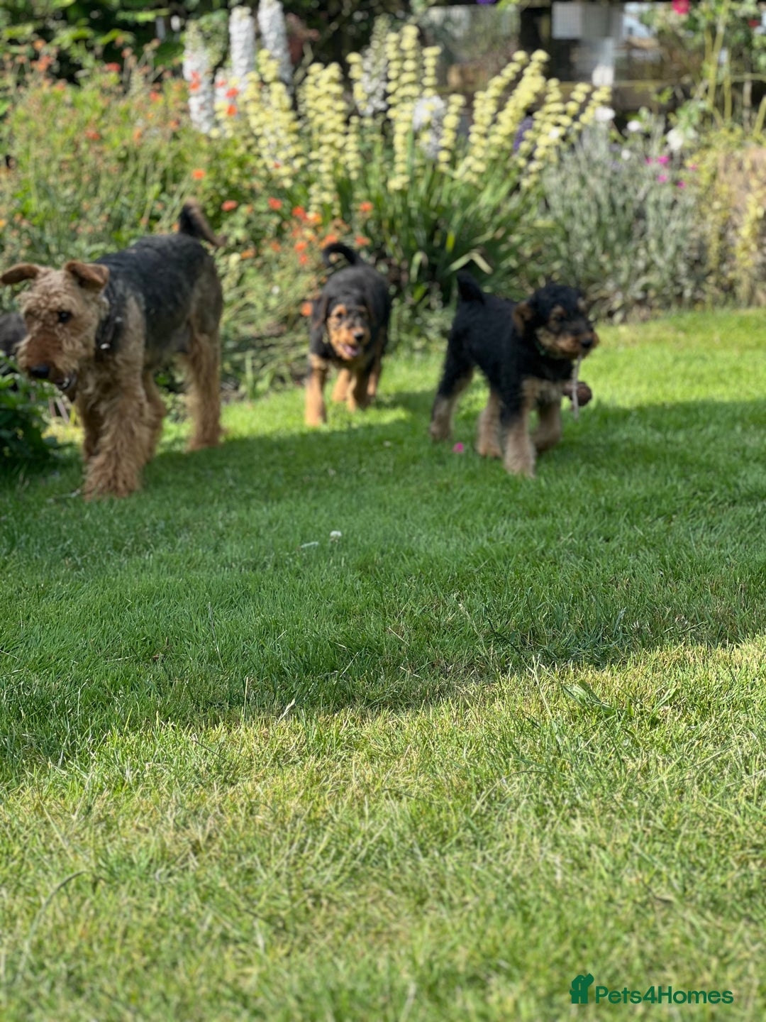Airedale Terrier dogs for sale: Just 2 KC Registered Airedale Boys Available  in Kettering - Image 13