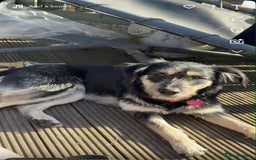 Shepsky dogs for sale: Female Shepsky. 1 Yr old. Great Temperament  - Image 1