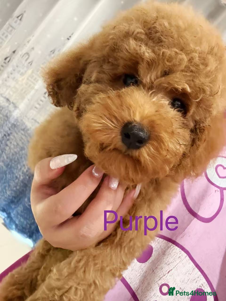 Purple Puppy