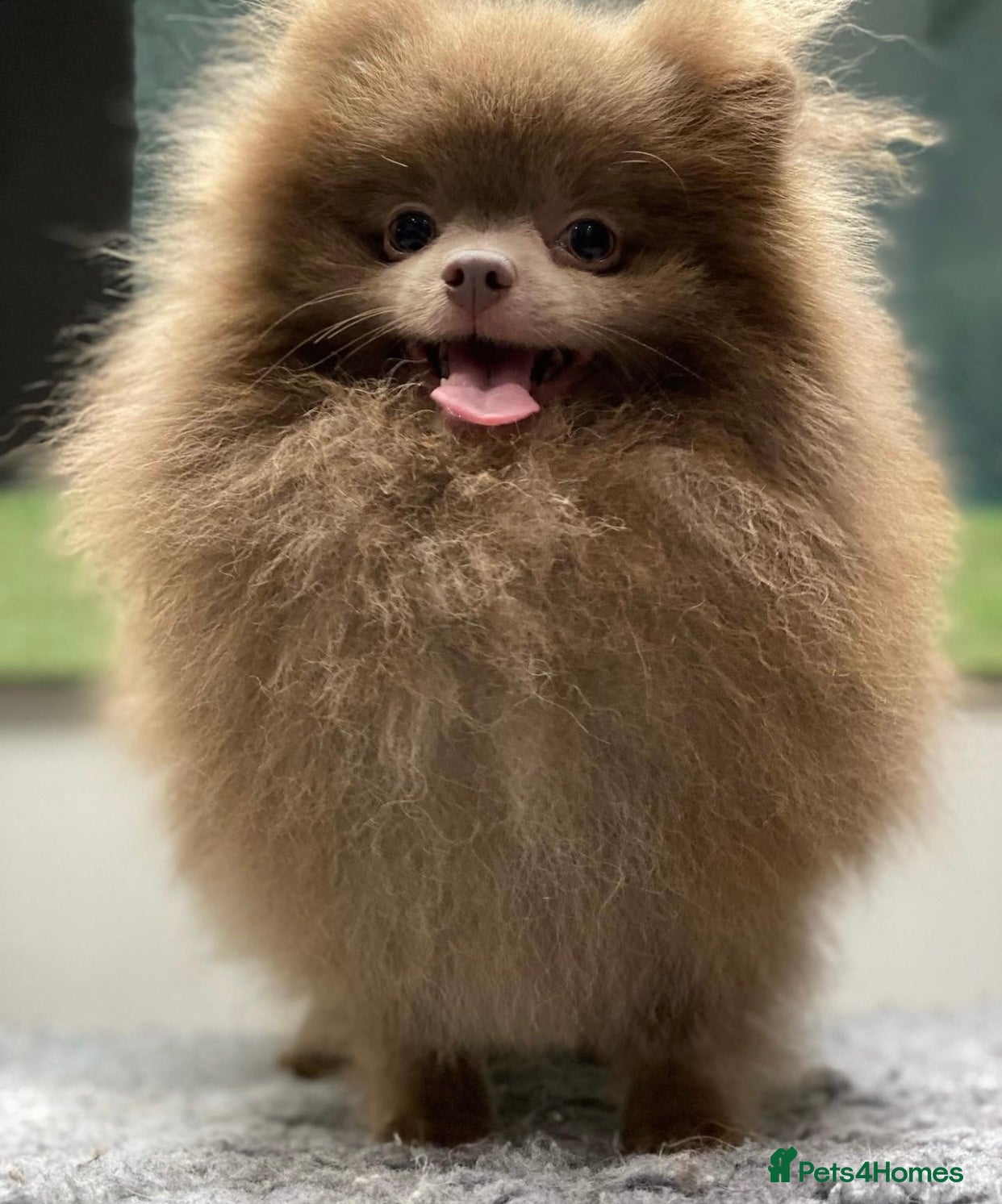 Pomeranian dogs 🏆 LOTS of champion lines, tiny teddy bear 🧸 in Leeds - Advert 1