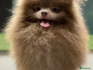 Pomeranian dogs 🏆 LOTS of champion lines, tiny teddy bear 🧸 in Leeds - Advert 5