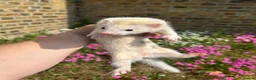 Ferret rodents for sale: Ferret kits  - Advert 12