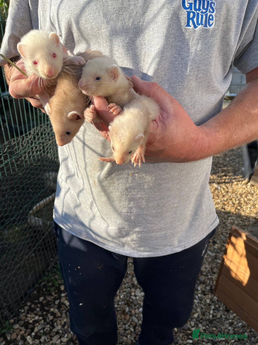 Ferret rodents for sale: Male ferrets (hobs) - Image 2