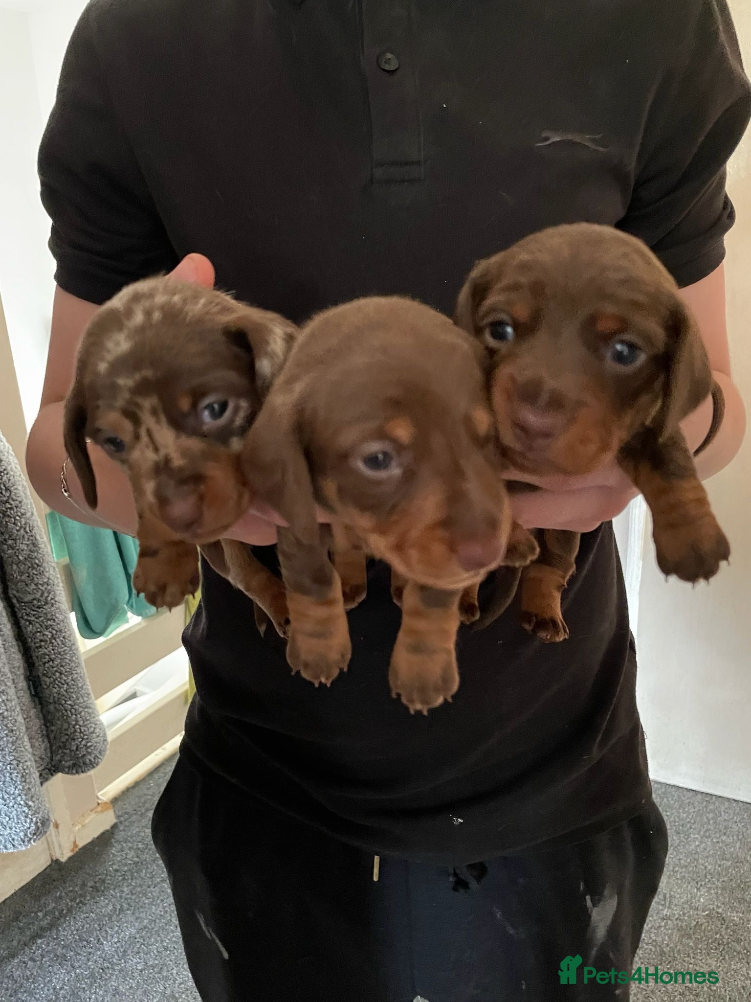 Miniature Dachshund dogs 4 beautiful short haired miniature dachshunds  - Advert 17