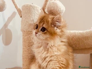 British Shorthair cats 💕Golden Shaded ny12 Longhair Girl 💕 - Advert 17