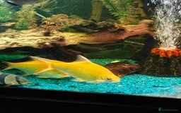 Barbs fish for sale: Large tin foil barbs x4 - Image 4