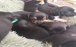 Mixed Breed dogs for sale: Doxla  - Image 23