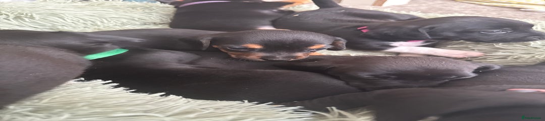 Mixed Breed Puppy 1