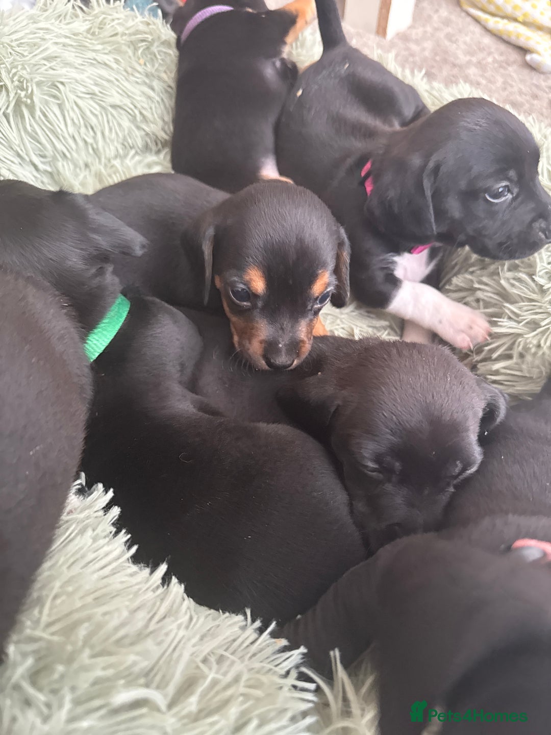 Mixed Breed dogs for sale: Doxla  - Image 23