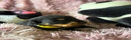 Rottweiler dogs for sale: Stunning litter of Rottweiler babies  - Advert 24