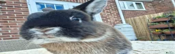 Netherland Dwarf rabbits for sale: Neutered Male Netherland Dwarf 1 year old - Wilf - Advert 8