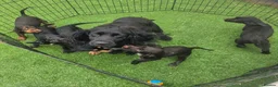 Cocker Spaniel dogs for sale: Beautiful Working Type Cocker Spaniel Puppies - Advert 2