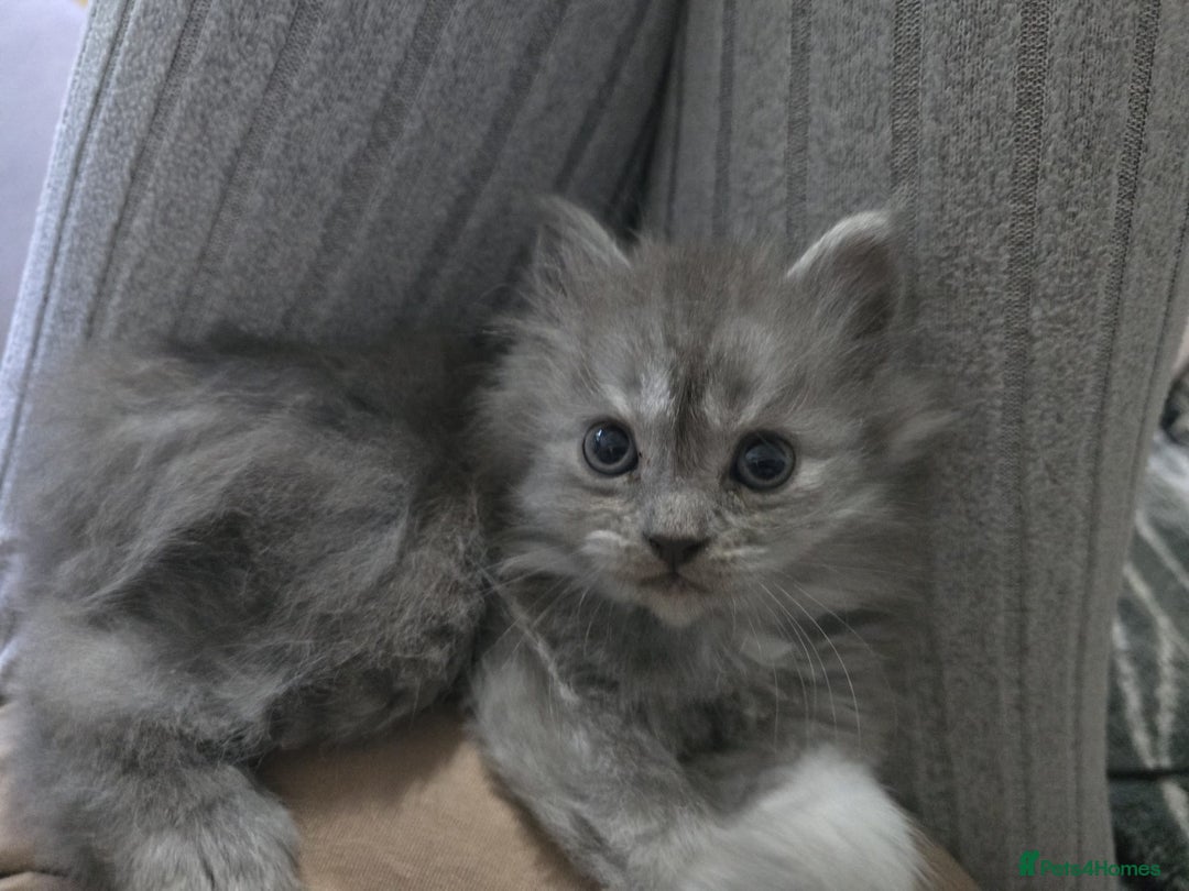 Persian cats for sale: 3 stunning Persian kittens ready now.  - Advert 33