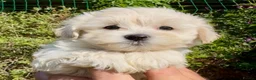 Maltipoo dogs for sale: Stunning Teddy Bear Toy Maltipoo Puppies  - Advert 39