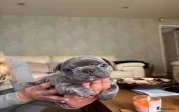 French Bulldog dogs for sale: Beautiful Frenchbulldog puppies 🇫🇷  - Image 11